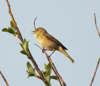 Neill - Willow Warbler